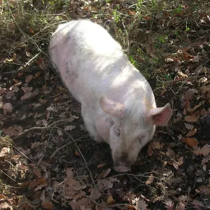 La Fornace Rigomagno